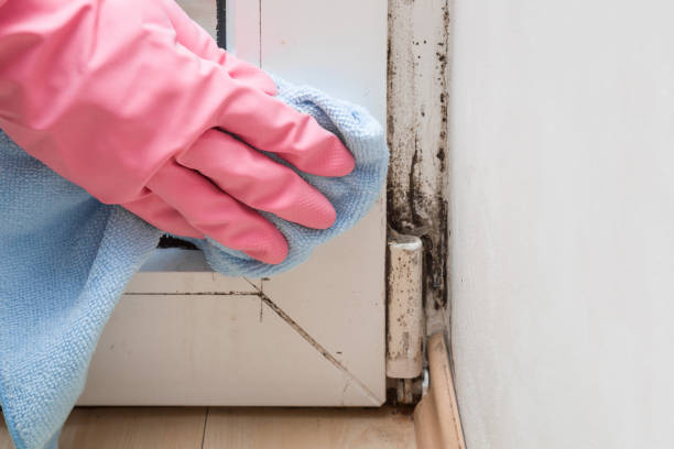 Best Mold Odor Removal Services  in Stanton, KY